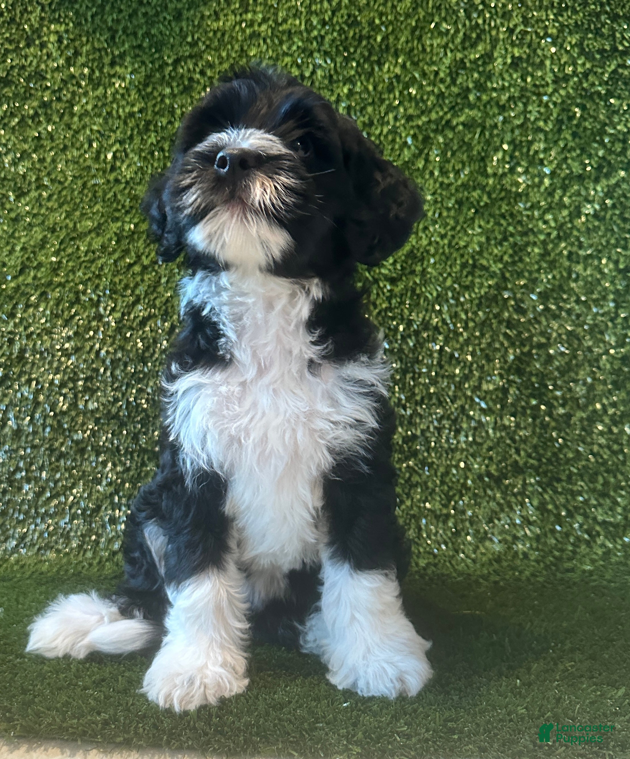 Portuguese Water Dog dogs Charli - Ad 28