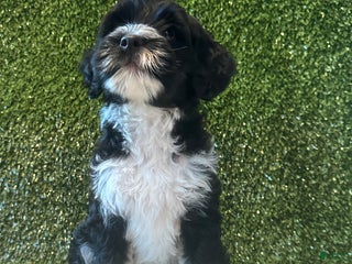 Portuguese Water Dog dogs Charli - Ad 28