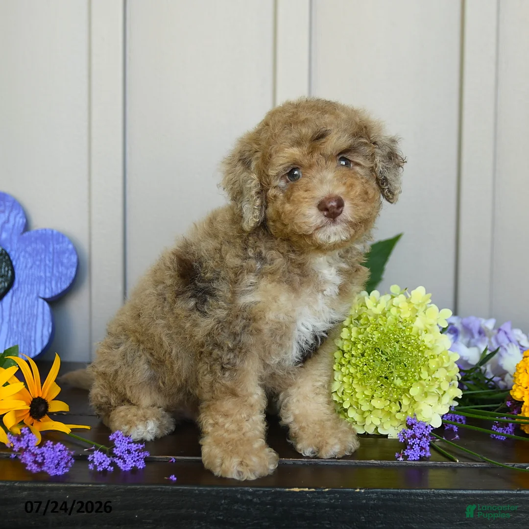 Miniature Poodle dogs for sale: Grace - Ad 2