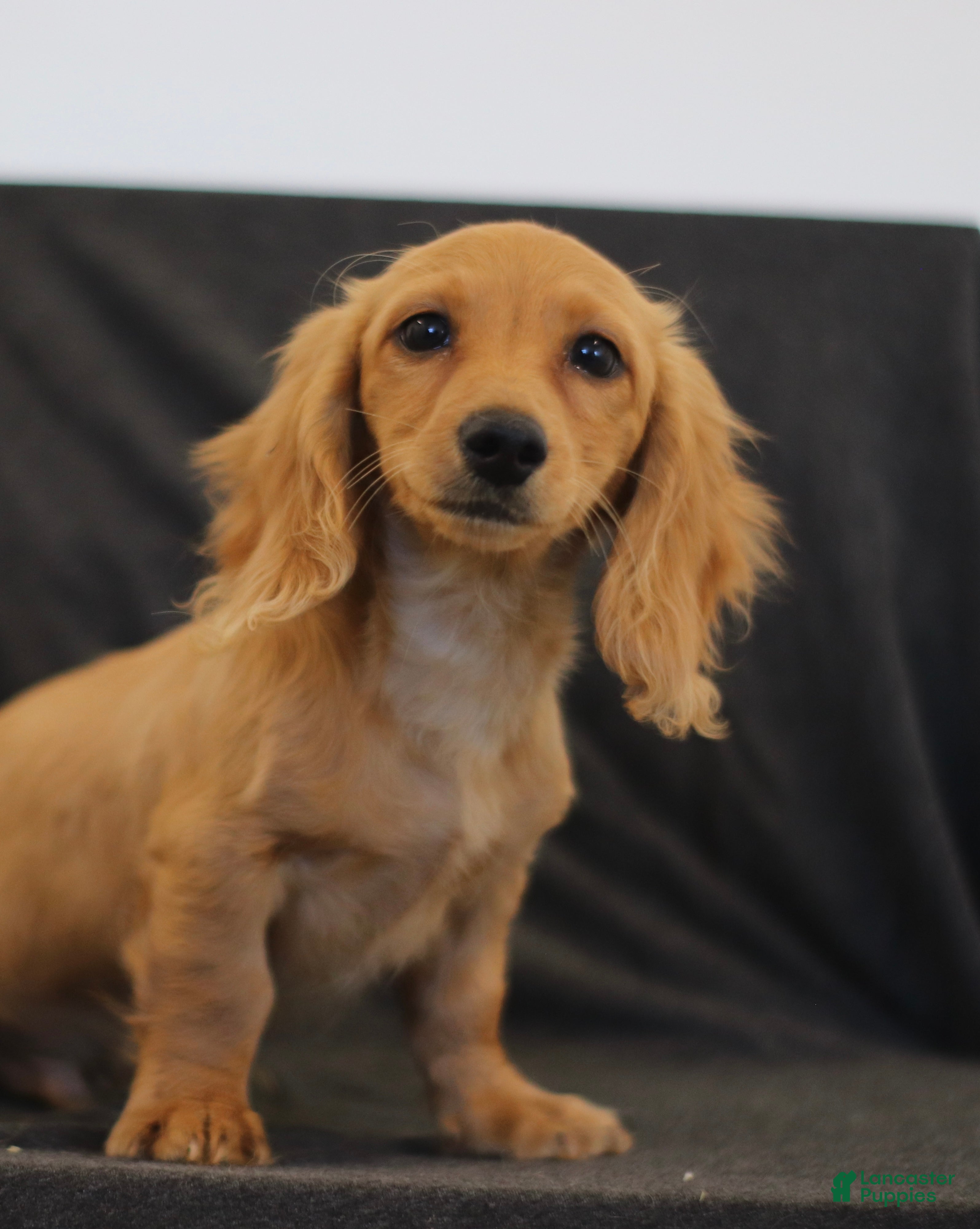 Miniature Dachshund dogs Quenton - Ad 2