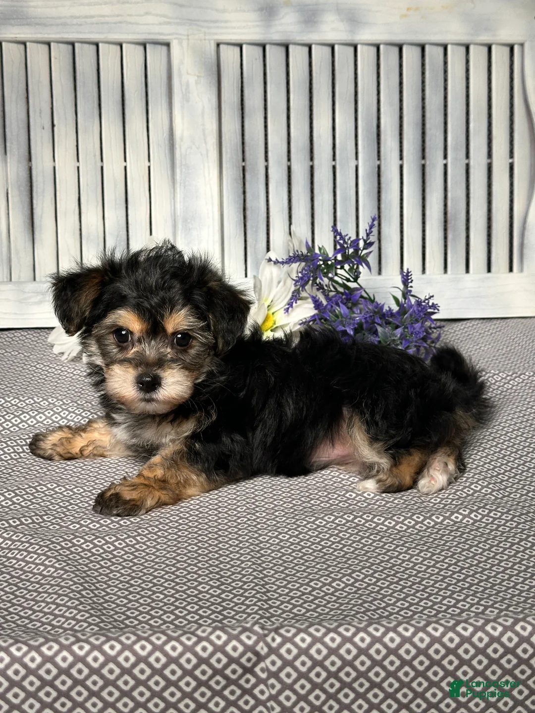 Yochon dogs for sale: Austin - Ad 4