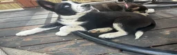 Siberian Husky dogs for sale: Skye - Ad 8