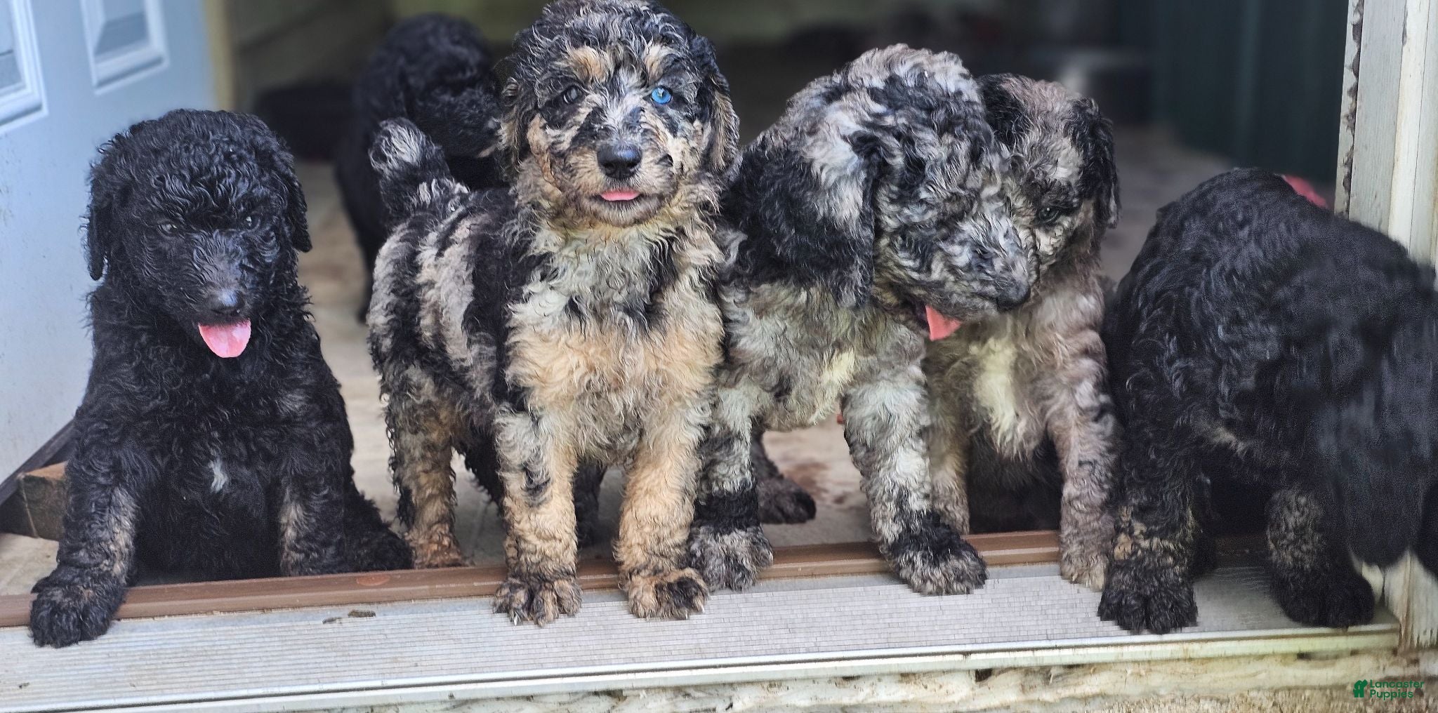 Standard Poodle dogs Standard Poodle 6 - Ad 36