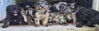 Standard Poodle 6
