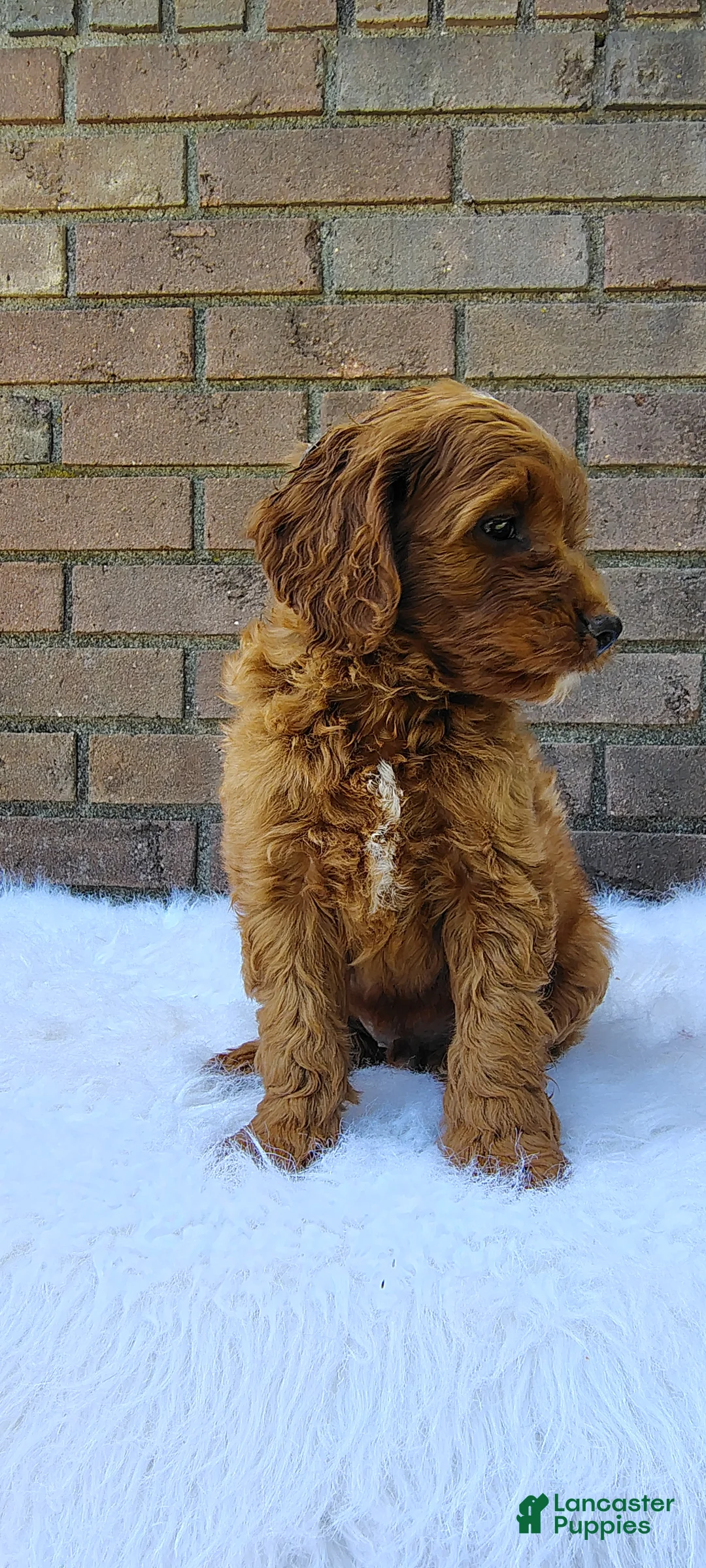 Irish Doodle dogs for sale: Hank - Ad 2