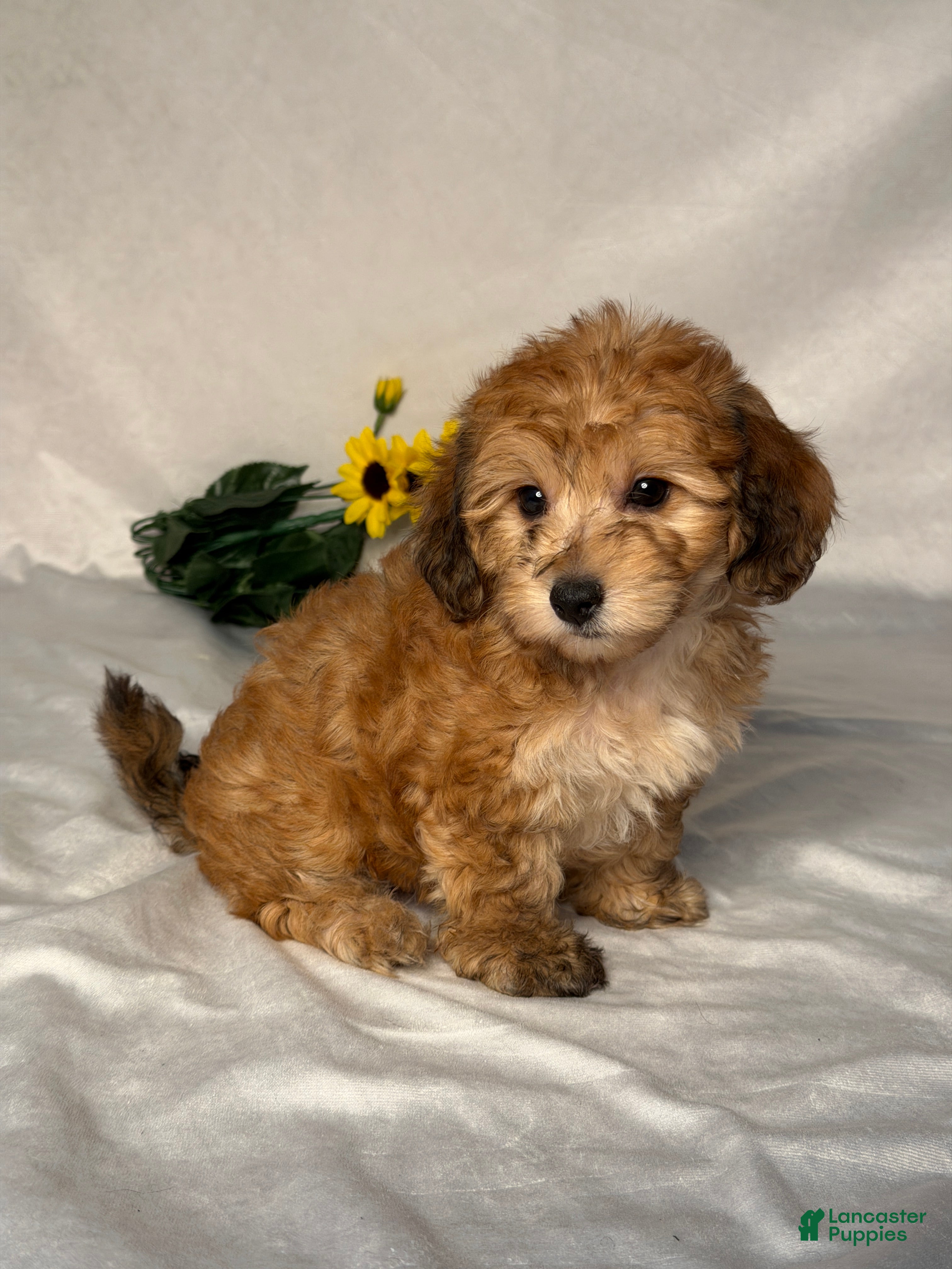 Mixed Breed dogs Mason  - Ad 2