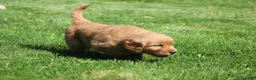 Golden Retriever dogs for sale: Marley - Ad 6