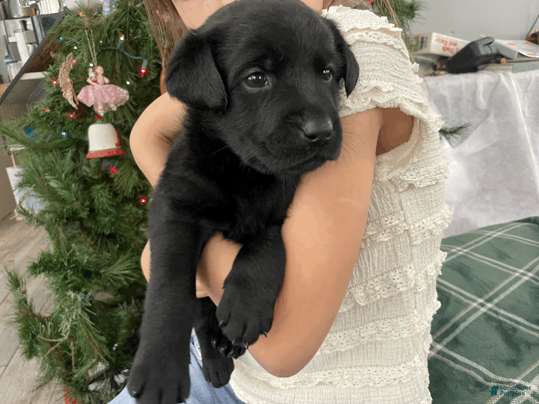 Labrador Retriever dogs for sale: Algonquin-red collar - Ad 7