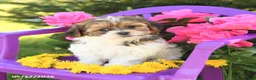 Shihpoo dogs for sale: Rosie - Ad 3