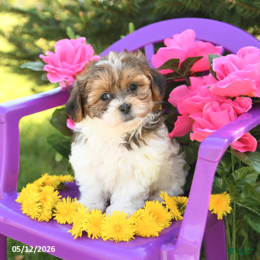 Shihpoo dogs for sale: Rosie - Ad 3