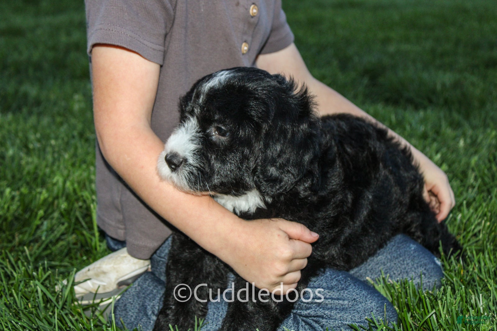 Mini Sheepadoodle dogs Lily - Ad 2