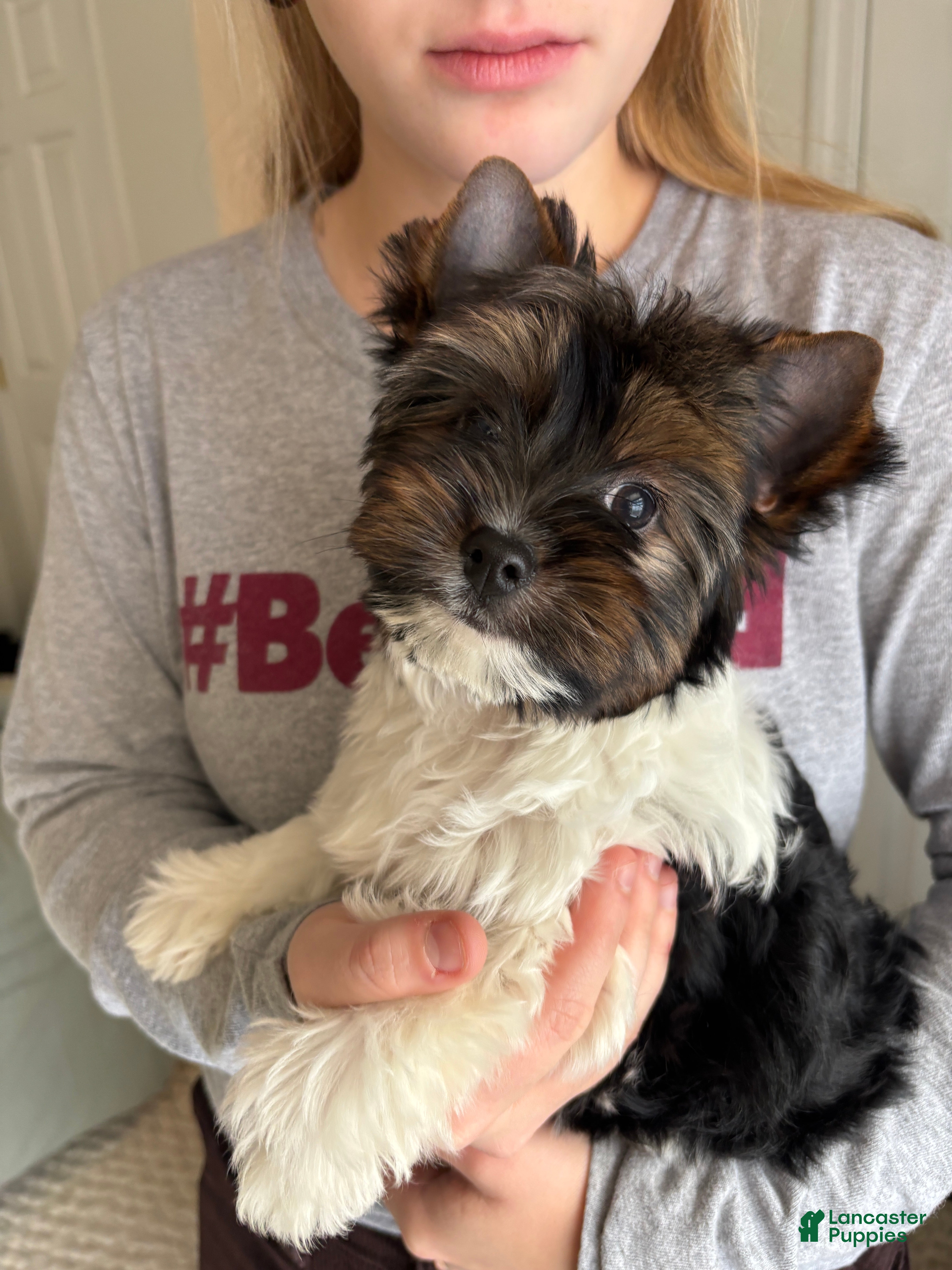 Biewer Terrier dogs Paco  - Ad 2