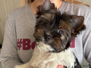 Biewer Terrier dogs Paco - Ad 2