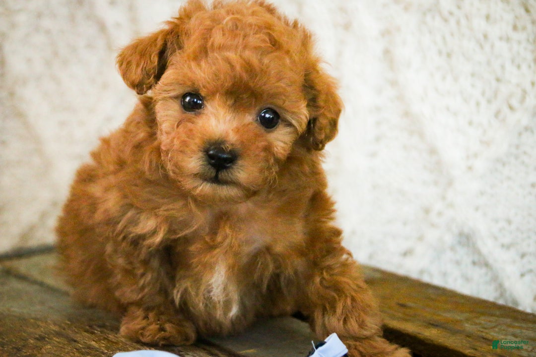 Miniature Poodle dogs for sale: Kermit - Ad 7