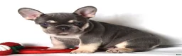 French Bulldog dogs for sale: Tessa - Ad 4