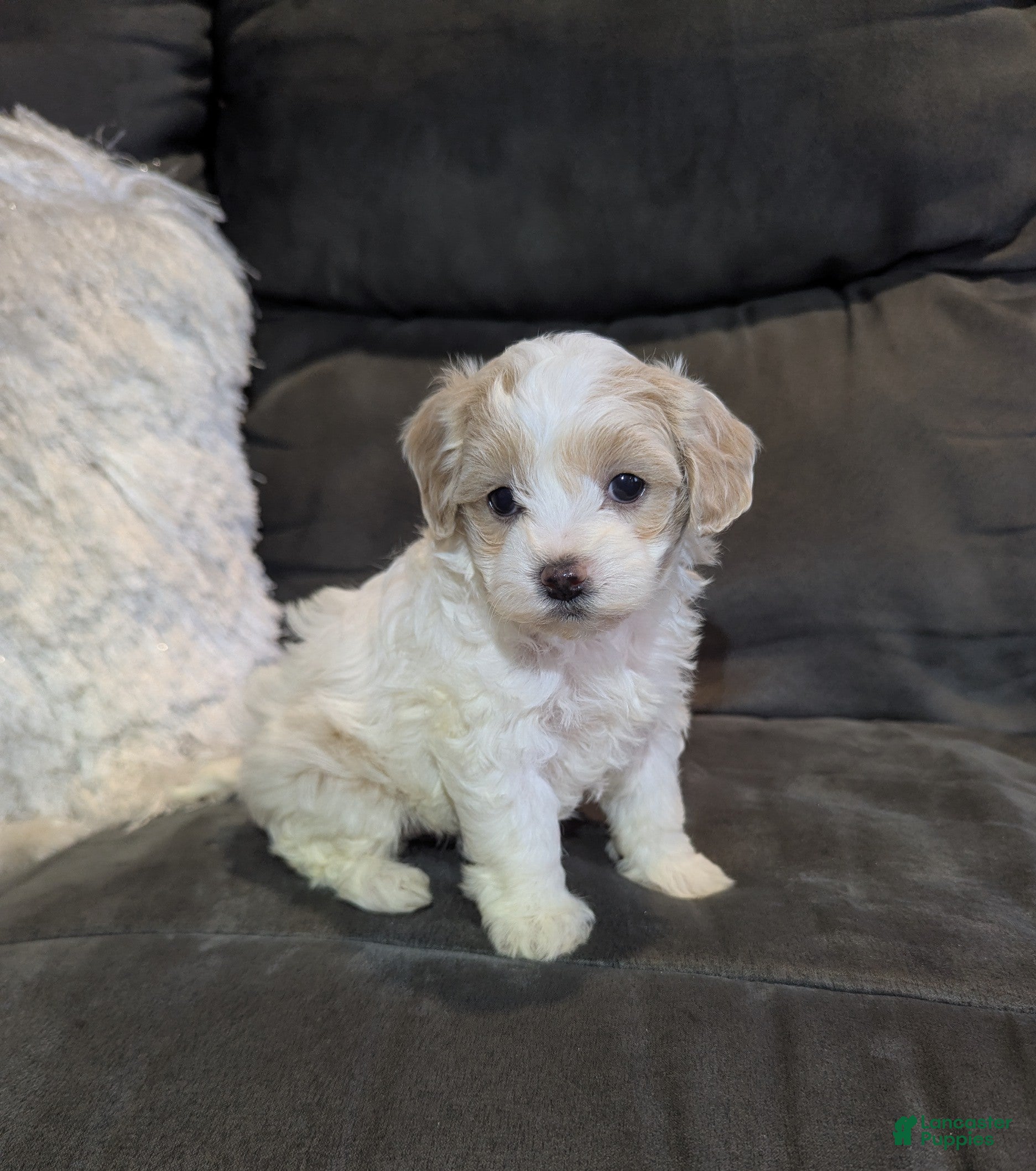 Havanese dogs Sadie - Ad 2