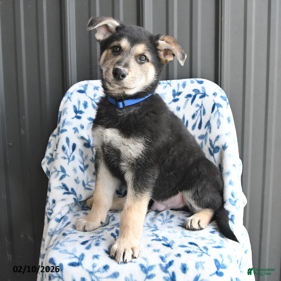 German Shepherd dogs for sale: Vinnie - Ad 3