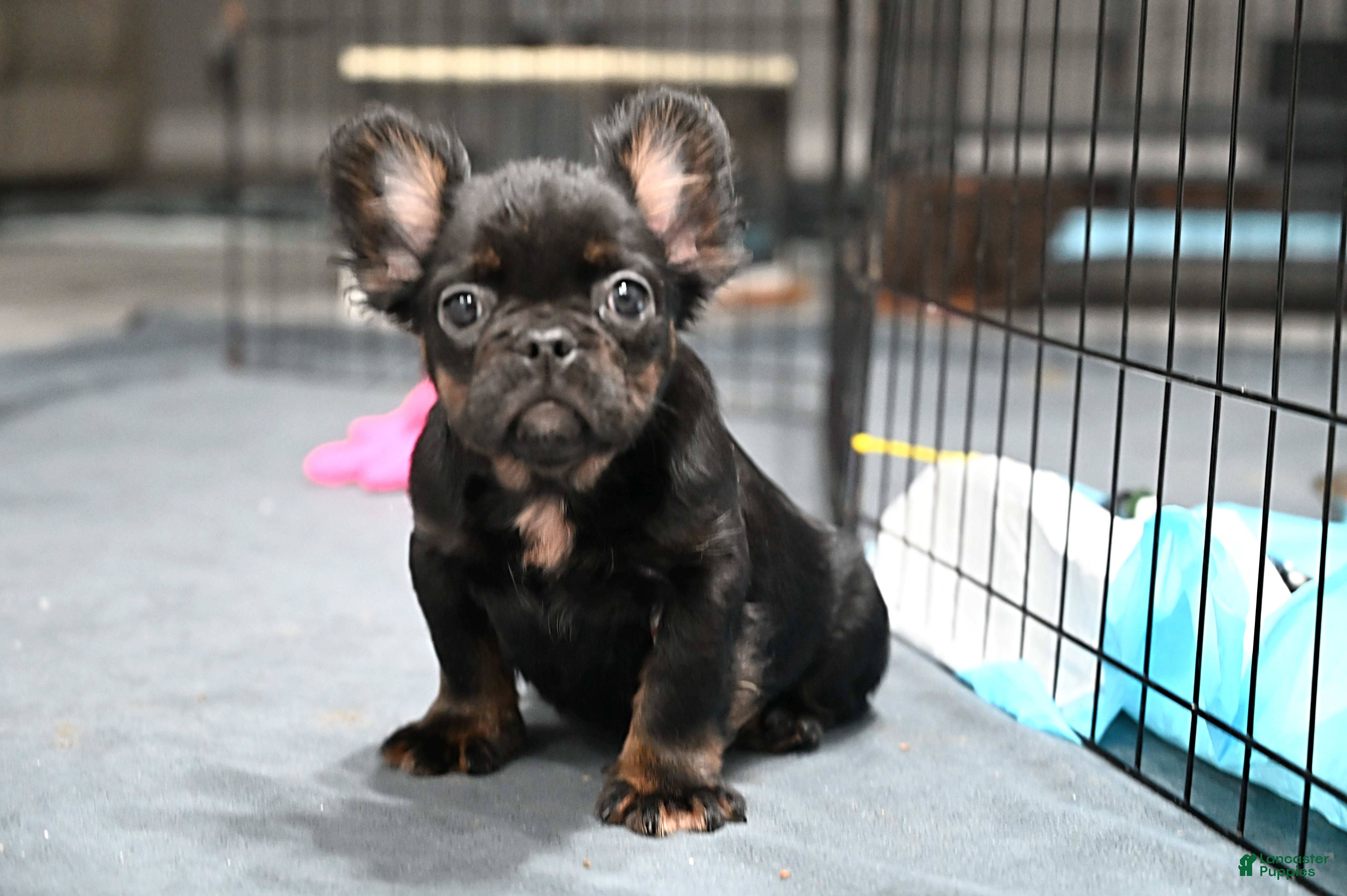 French Bulldog dogs Lillian - Ad 2