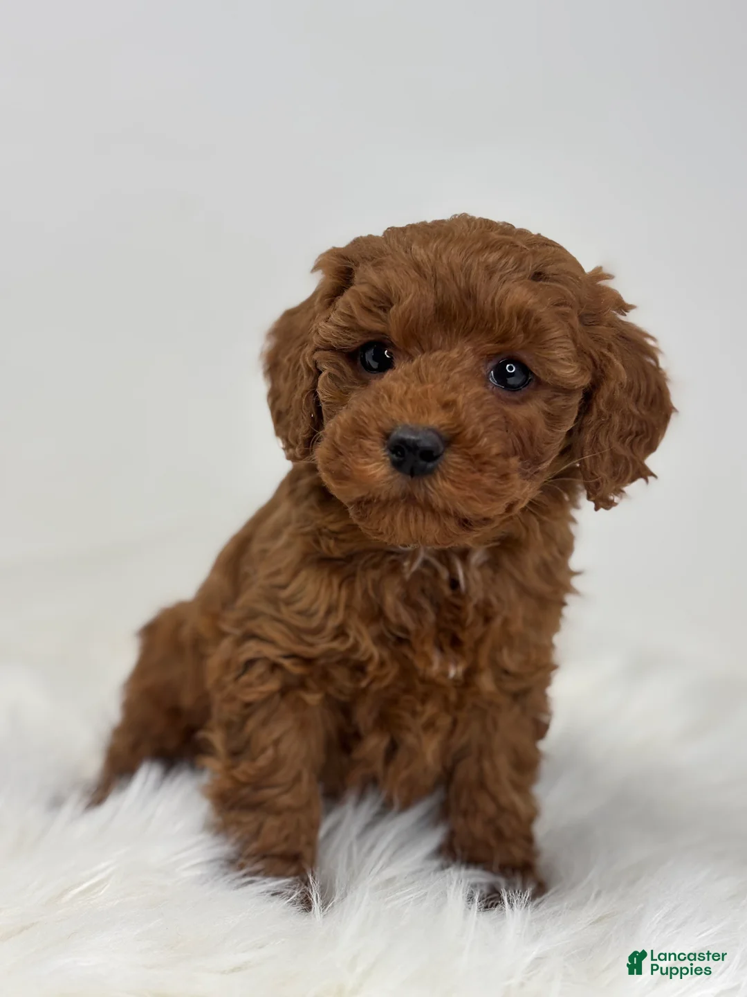 Mini Goldendoodle dogs for sale: Griffin - Ad 2