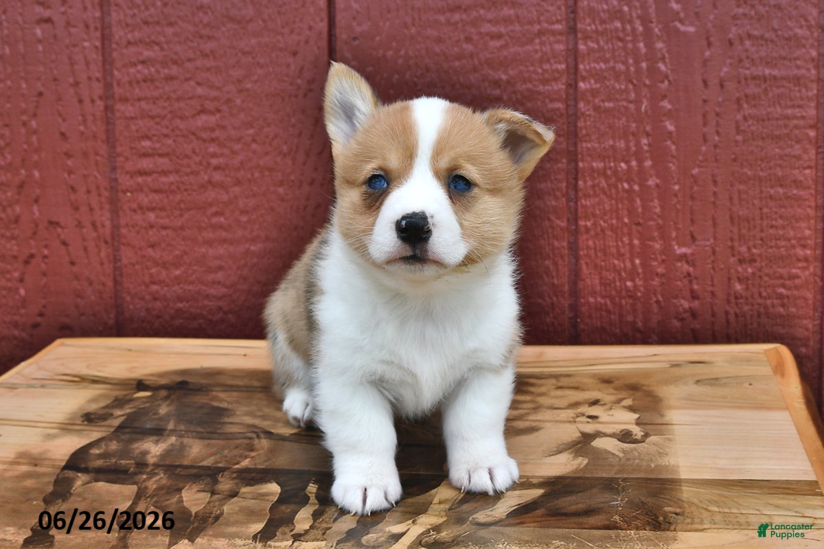 Welsh Corgi Pembroke dogs Jasmine - Ad 2