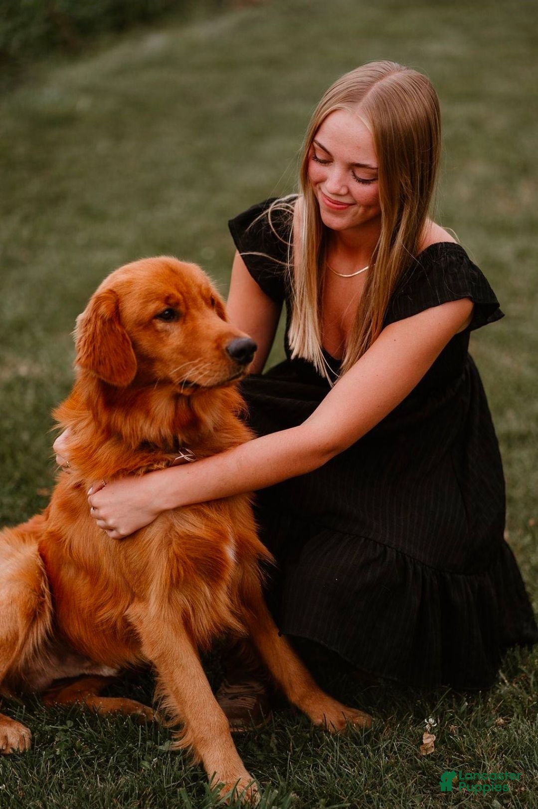 Golden Retriever dogs Tucker - Ad 8