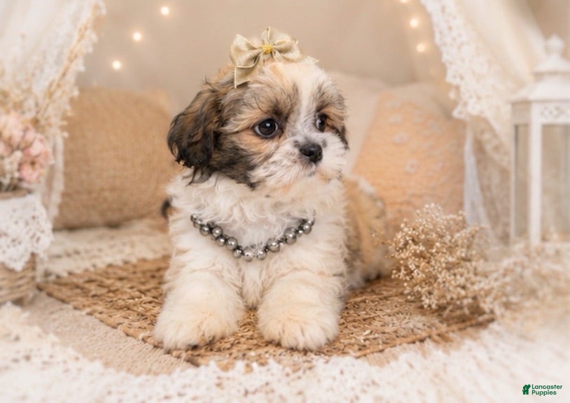 Malshi dogs Penelope  - Ad 2