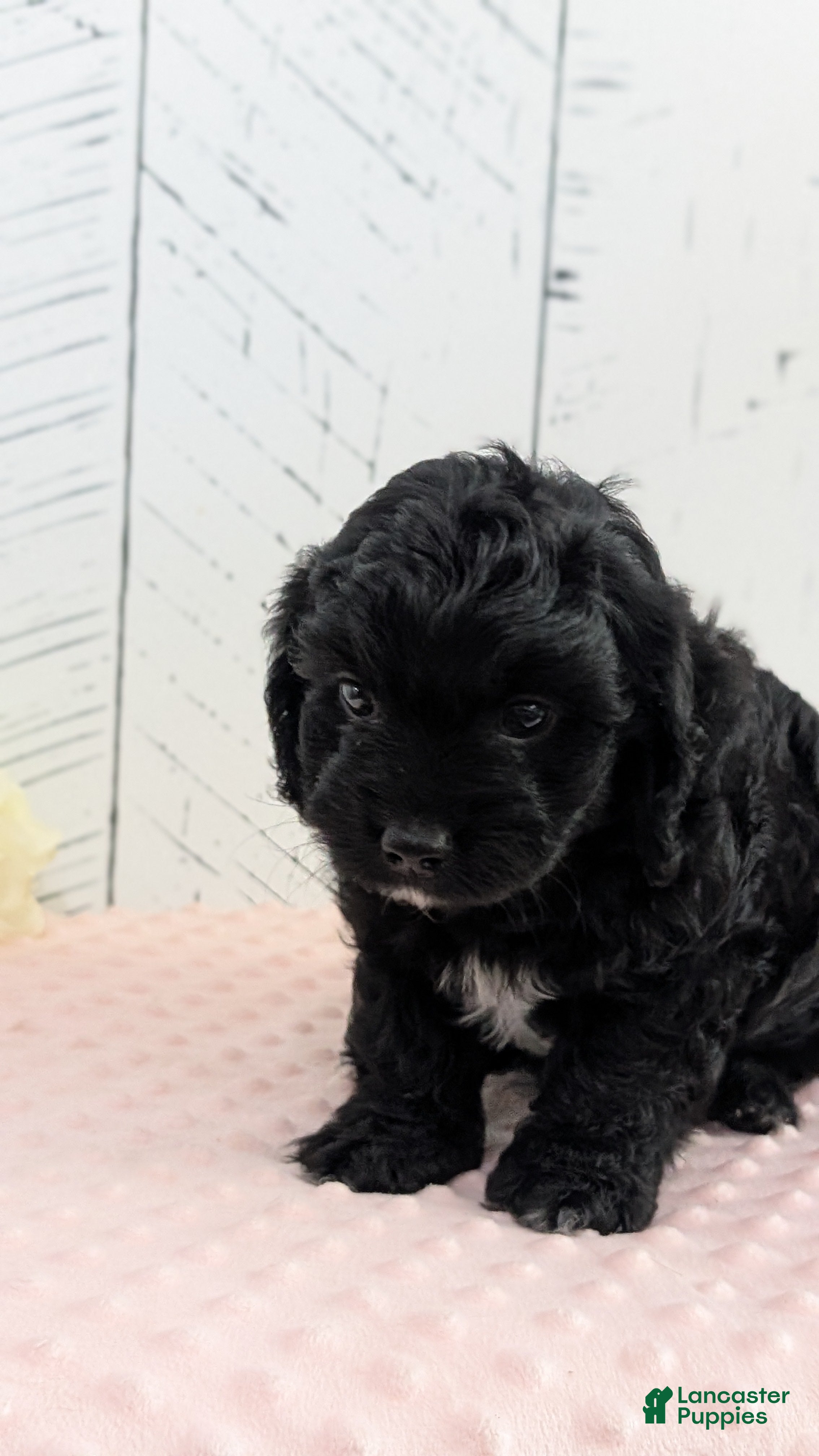 Cavapoo dogs Zion - Ad 2