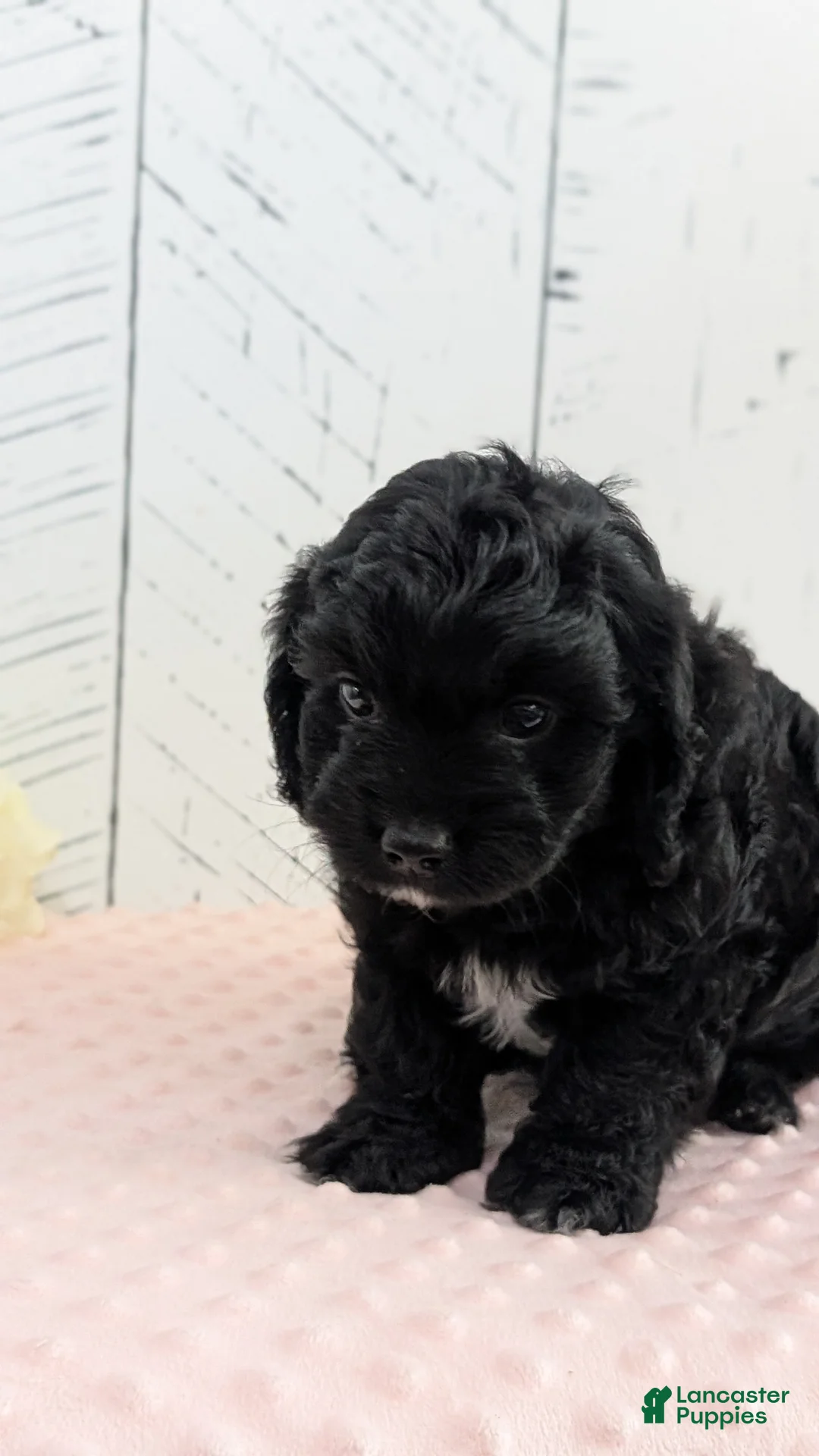 Cavapoo dogs for sale: Zion - Ad 2