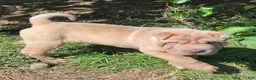 Shar Pei dogs for sale: Larry  - Ad 10