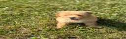 Toy Poodle dogs for sale: Goldie  - Ad 13