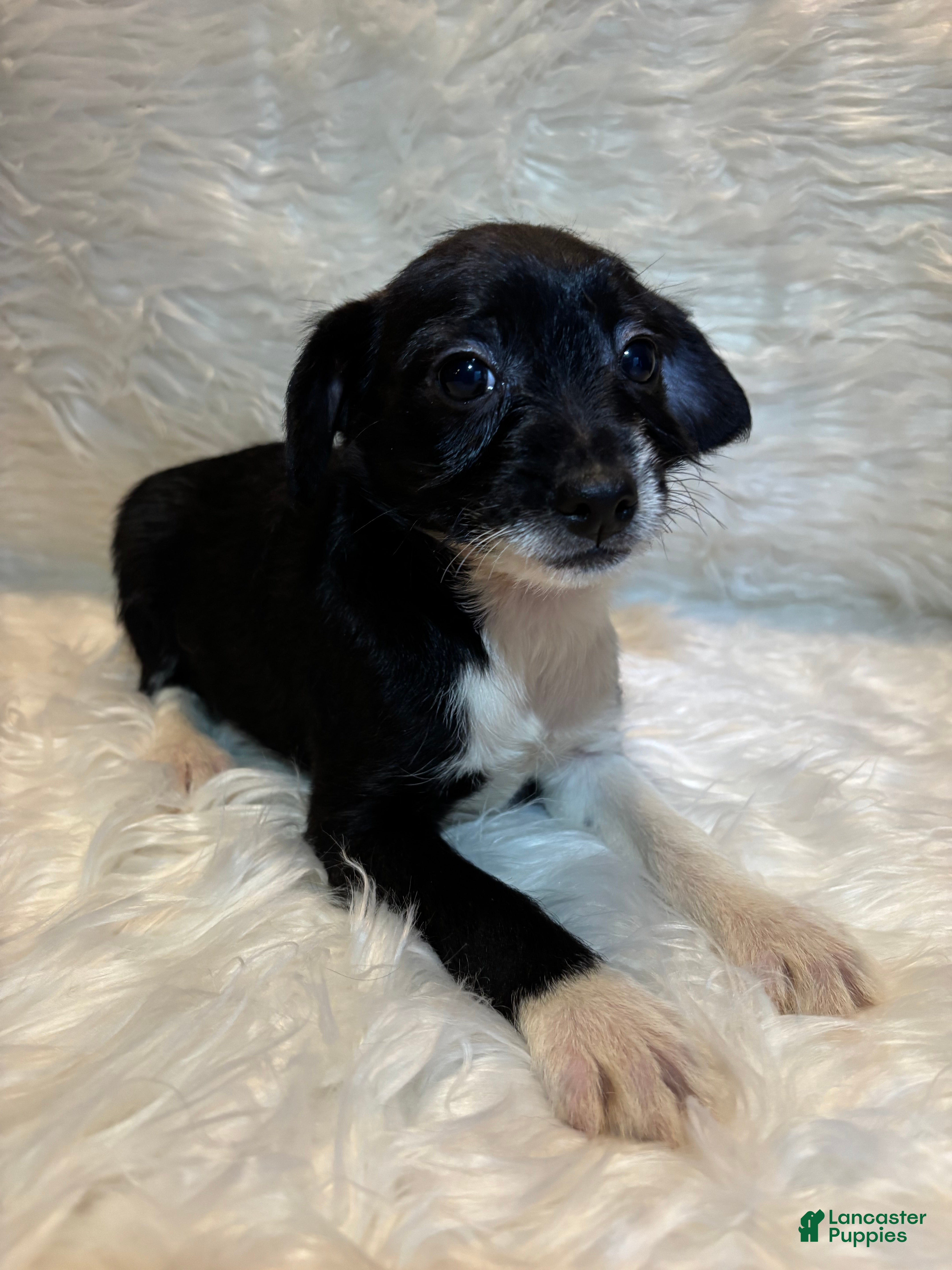 Mixed Breed dogs Mixed Breed Puppy 3 - Ad 6