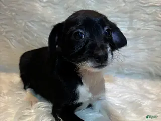 Mixed Breed dogs Mixed Breed Puppy 3 - Ad 18