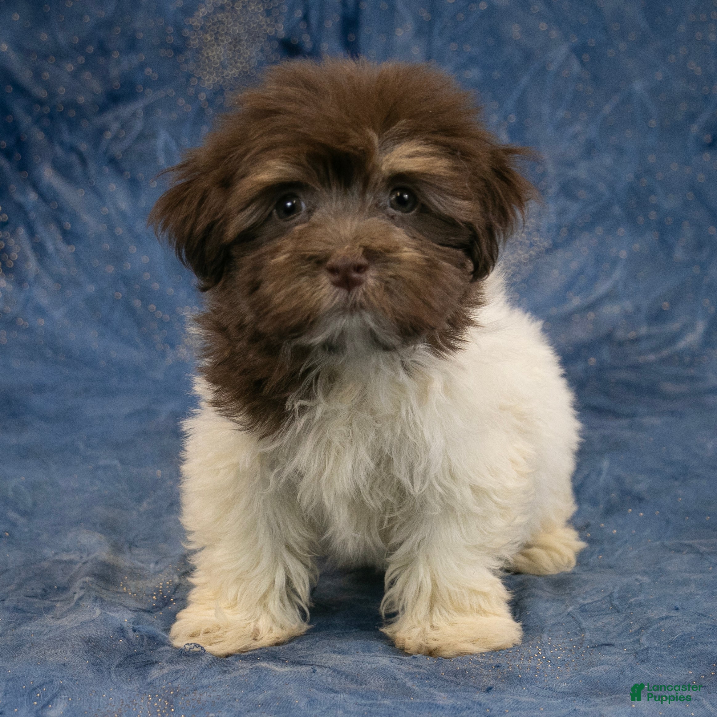 Havanese dogs Layla - Ad 2