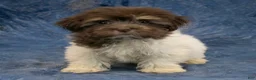 Havanese dogs for sale: Layla - Ad 2
