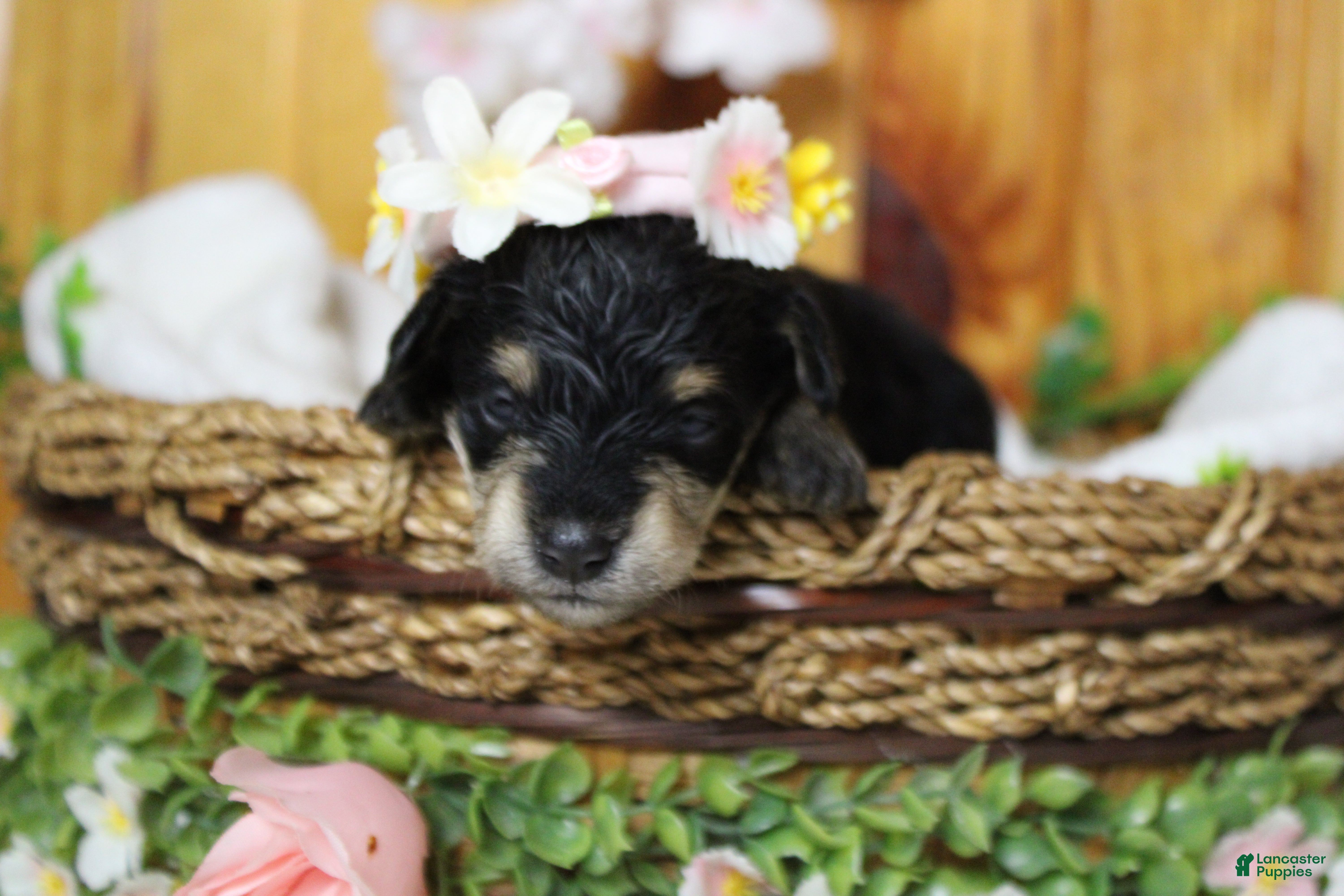 Schnoodle dogs Rose - Ad 1