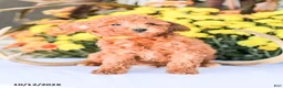 Miniature Poodle dogs for sale: Liam - Ad 10