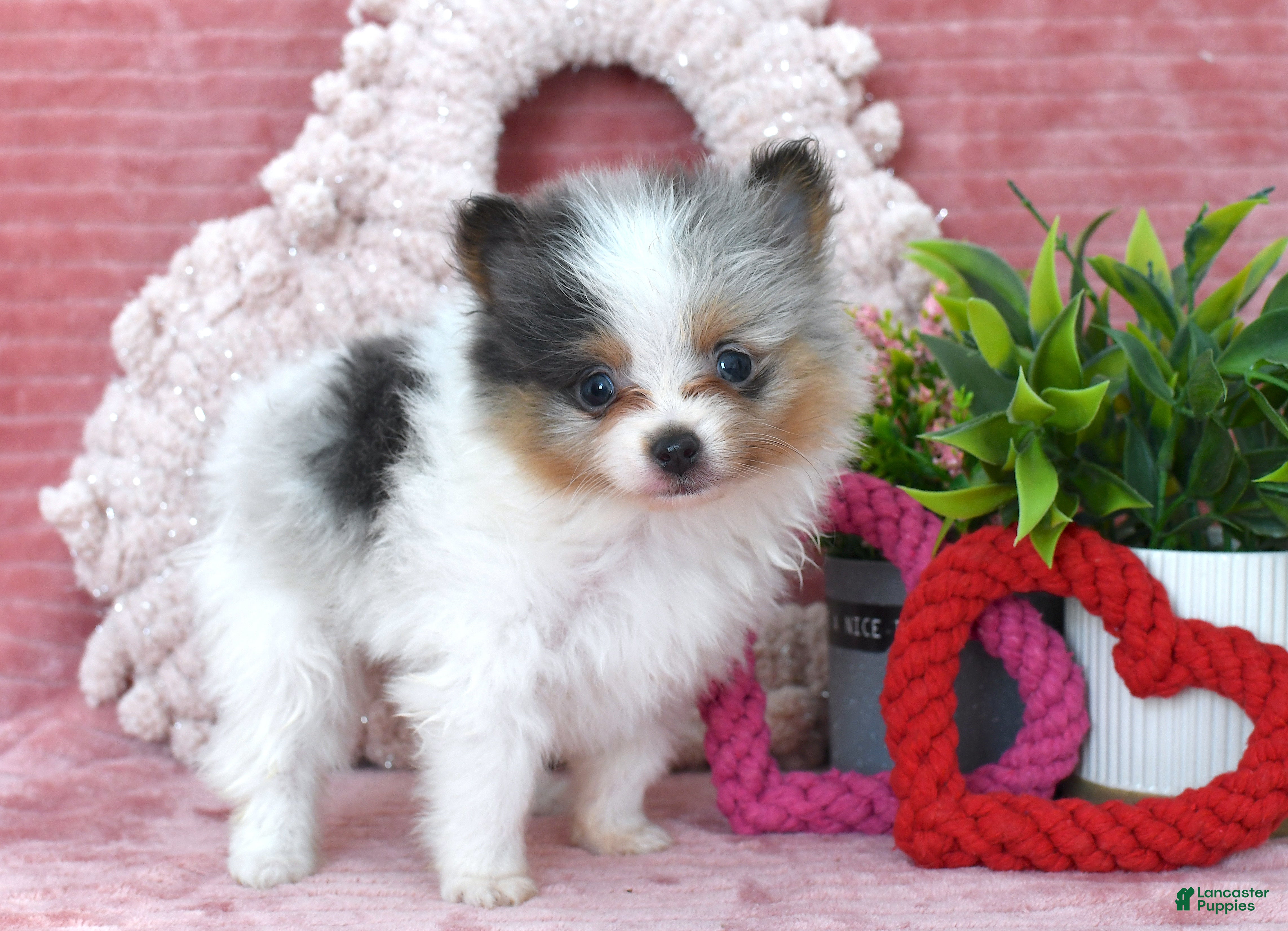 Pomeranian dogs Levi - Ad 2