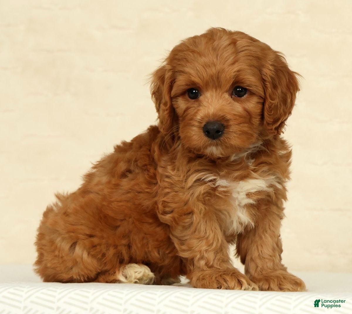 Cockapoo dogs Asher - Ad 1