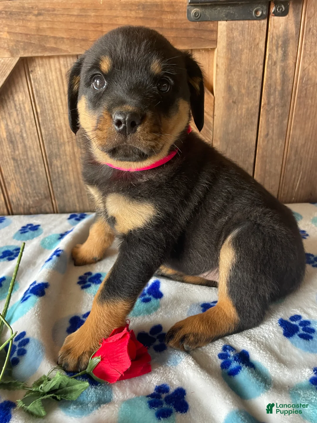 Rottweiler dogs for sale: Twinkle - Ad 1