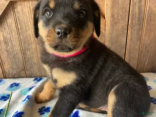 Rottweiler dogs Twinkle - Ad 36