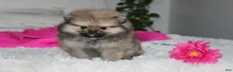 Pomeranian dogs for sale: Tiny Tessa - Ad 9