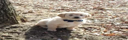 Golden Retriever dogs for sale: Bella - Ad 2