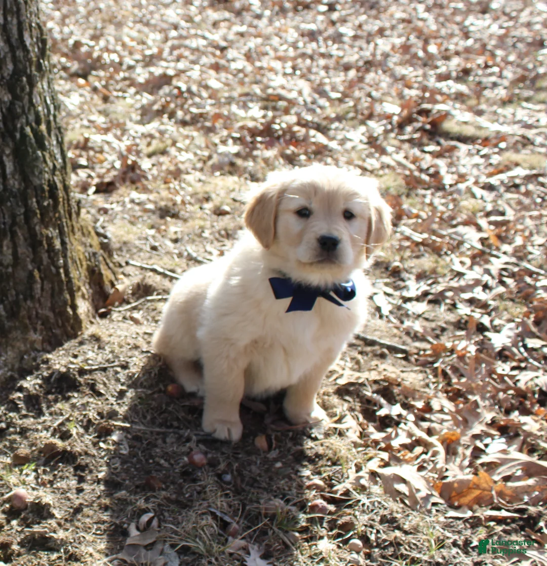 Golden Retriever dogs for sale: Bella - Ad 2