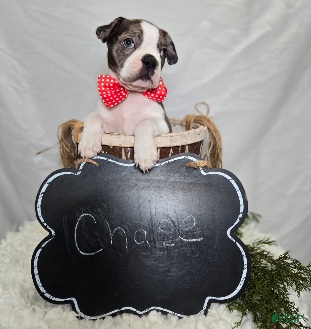 Boston Terrier dogs for sale: Chase - Ad 3
