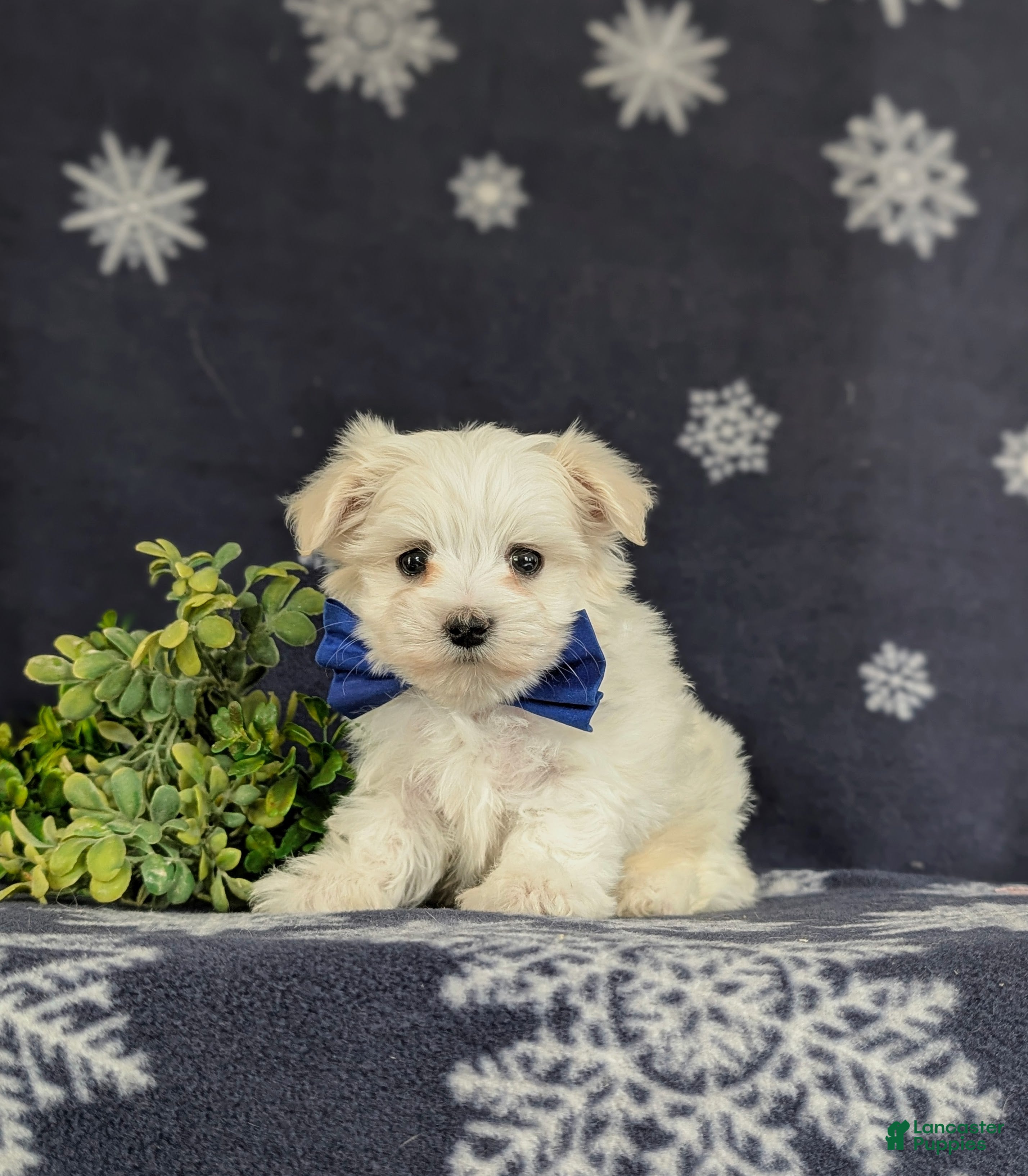 Maltese dogs Eddie 6 lbs Full Grown - Ad 1