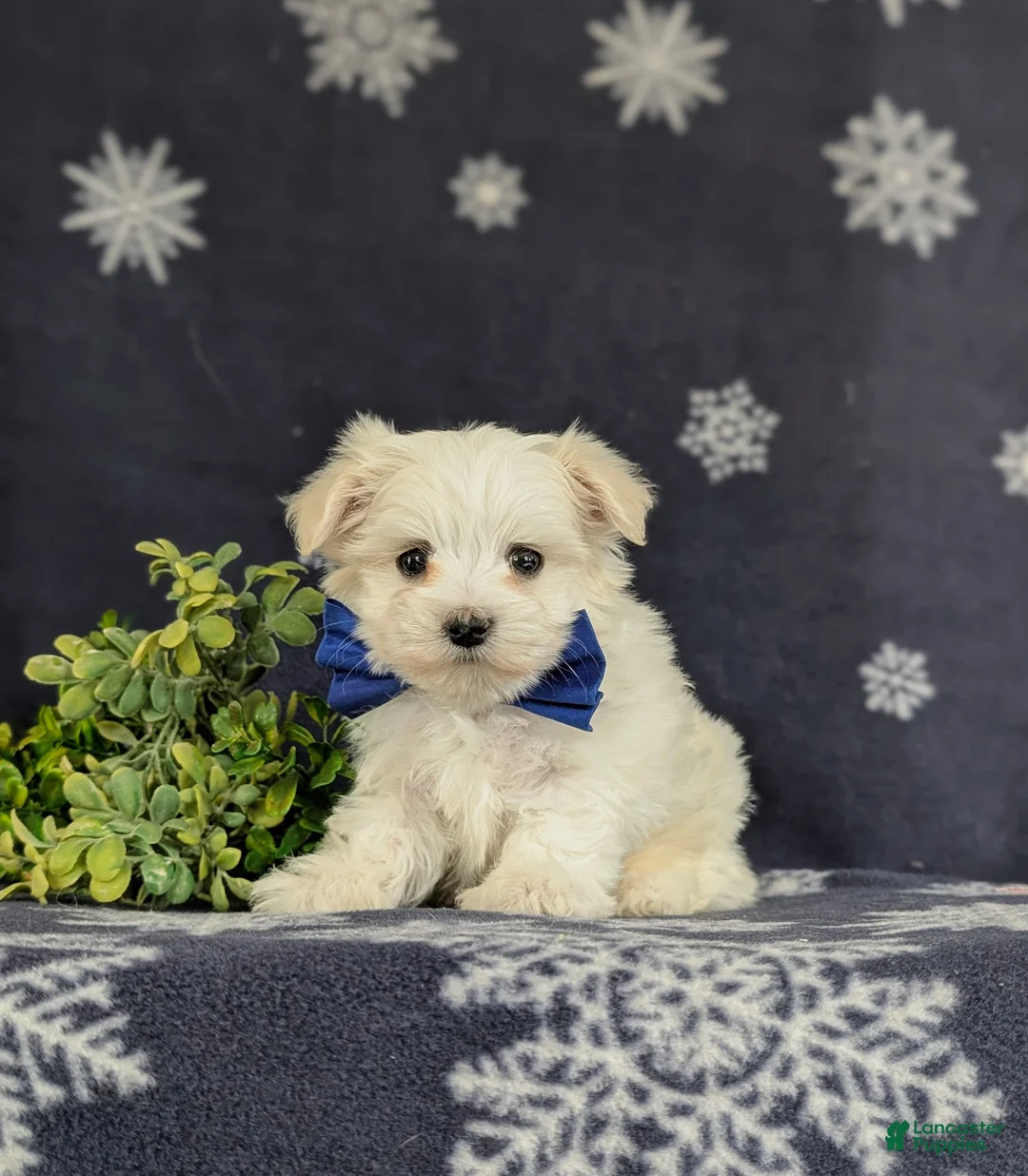 Maltese dogs for sale: Eddie 6 lbs Full Grown - Ad 1