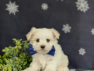 Maltese dogs for sale: Eddie 6 lbs Full Grown - Ad 3