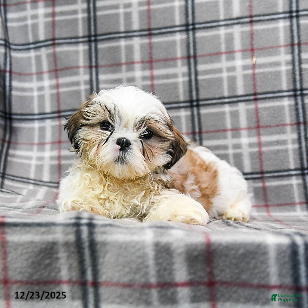 Shihpoo dogs for sale: Marty - Ad 10