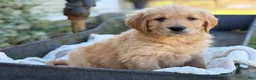 Golden Retriever dogs for sale: Molly - Ad 13