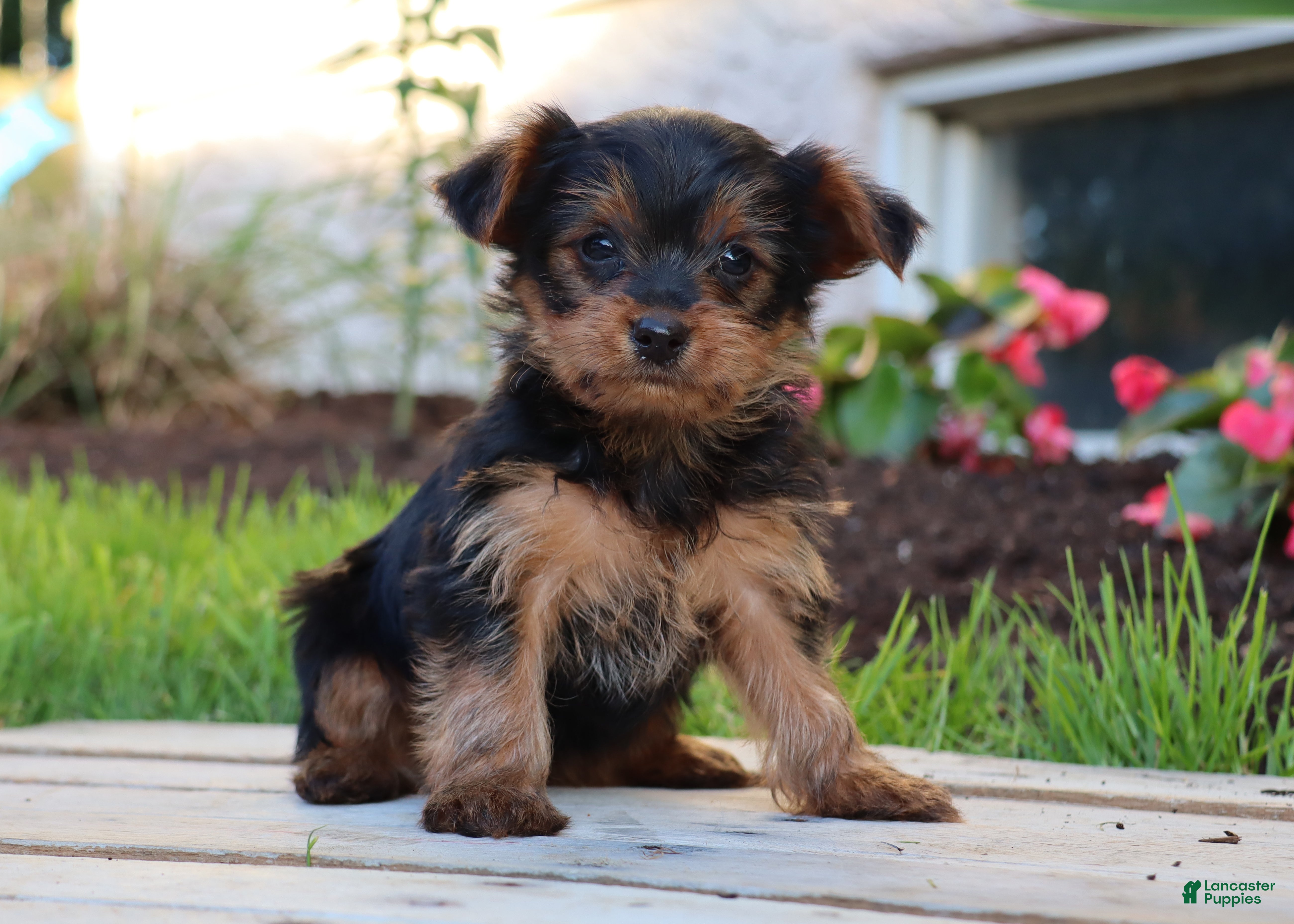 Yorkshire Terrier dogs Tucker - Ad 1